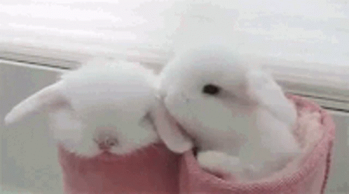 two little white rabbits sitting inside a purple basket