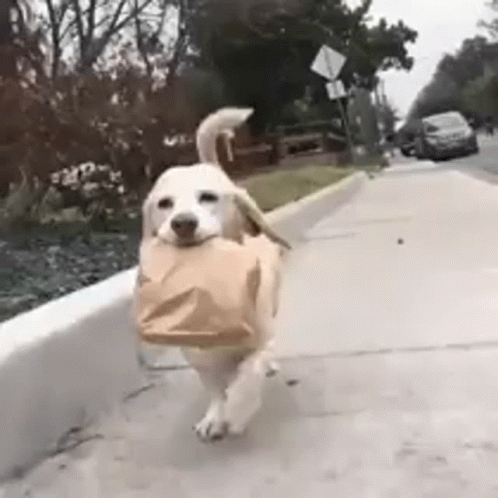 the small dog is carrying a bag and some soing