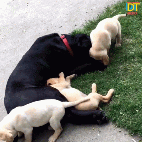 two puppies play with each other in the grass