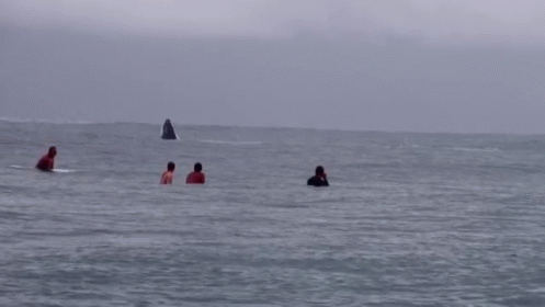 four people sit in the water near sail boats