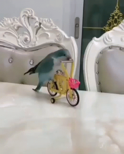 a small bird sitting on top of a bike