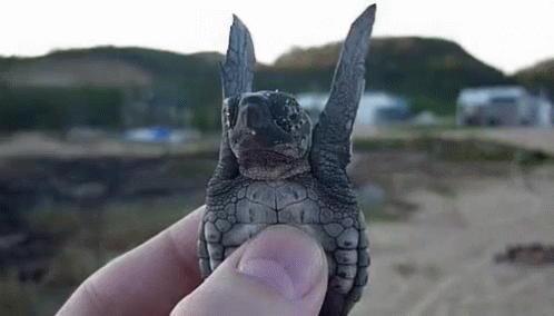 a small turtle that is laying on its back