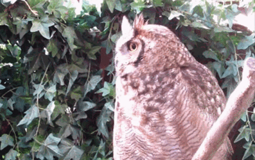 an owl sitting on top of a rock next to some bushes