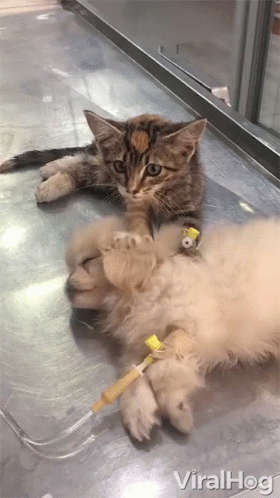 a cat is playing with its toy while another is on the floor