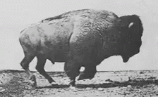 a large buffalo standing in a field under a sky