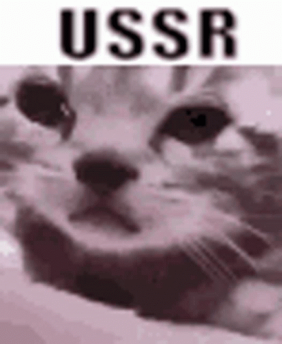 a blurry image of a cat in a usr sign