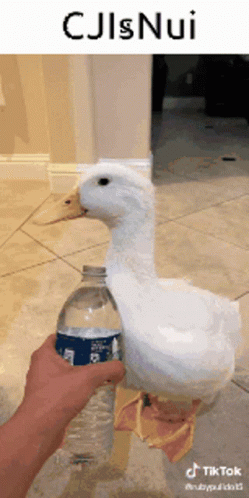a white bird holding a brown bottle of water