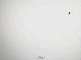 a bird flying on the back of a tall building