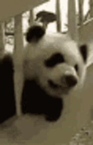 this is a blurry picture of a panda smiling
