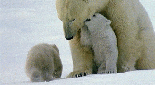 a mother polar bear is standing with two baby cubs