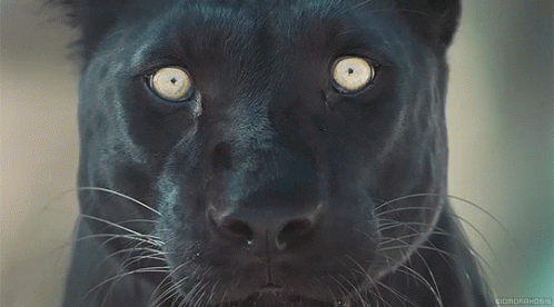 a black jaguar with one eye glowing blue