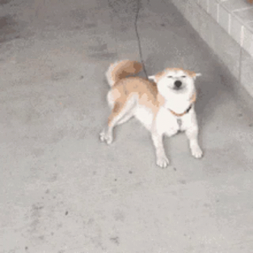 a small dog standing in the middle of a walkway