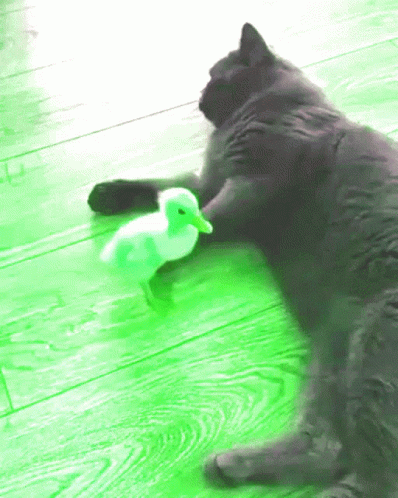 a cat plays with an electronic duck toy