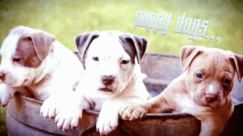 three puppies are sitting in a bucket together