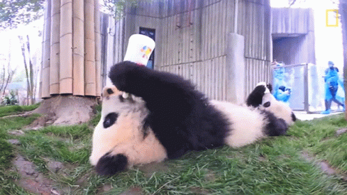 a panda laying down next to another bear on the ground