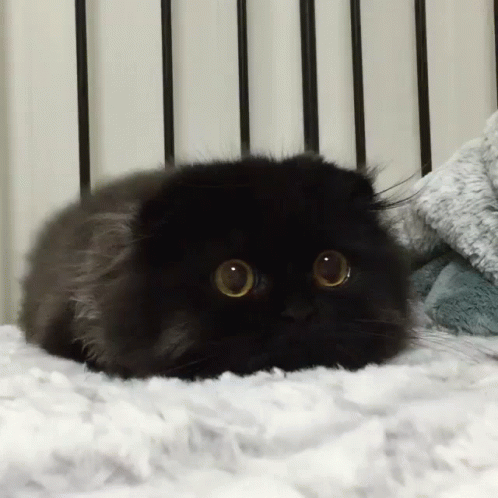 an adorable little black cat looking straight at the camera