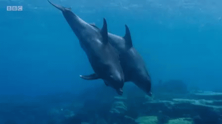 a couple of dolphins are swimming in the ocean