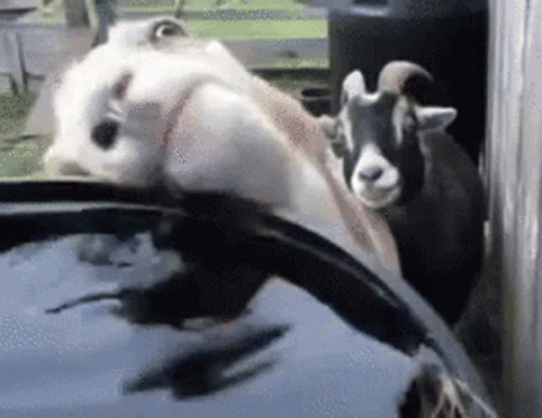 two animals with horns sit in a car mirror