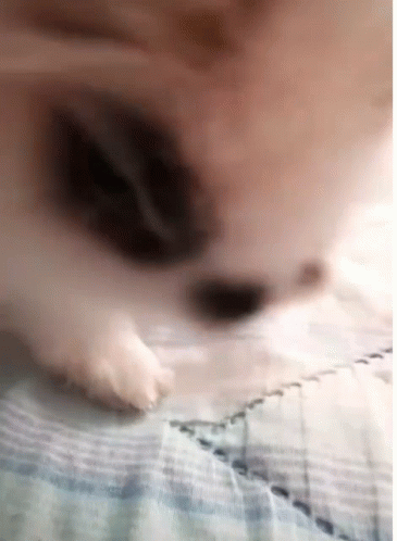 the blurred image shows a cat looking down