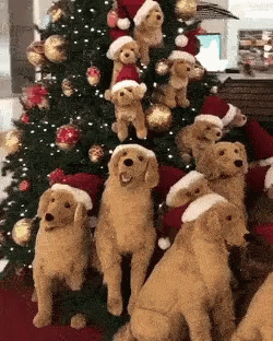 two very cute dogs next to each other near a christmas tree
