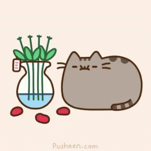 a gray cat in front of a vase of flower stems