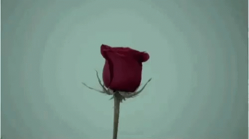 a purple rose with no stem sits alone