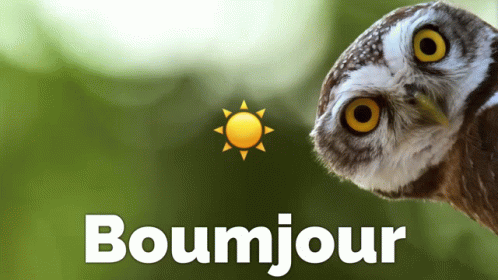 an owl looks up and holds its head with a caption reading boumjou