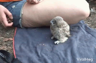 an owl is sitting on a blanket with someone wearing purple gloves