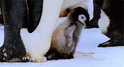 there is a baby penguin walking around with an adult penguin