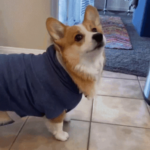 a small blue and white dog wearing a brown shirt