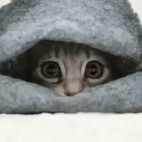 a cat peeking through a blanket that has been made from wool