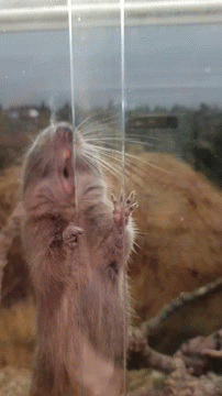 there is a rodent in an enclosure reaching into the air