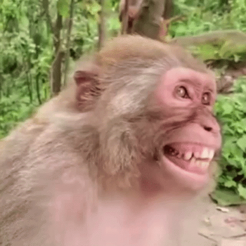 a monkey with purple highlights is making a face