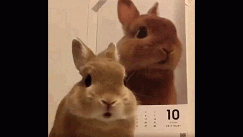 a close up of two stuffed rabbits on display
