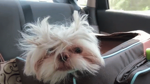 a dog with white hair and an outfit on is in a car