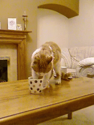 a cat drinking out of a mug sitting on a table