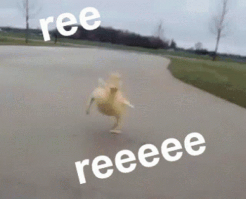 a duck skates on a paved area with words reading'free reese '