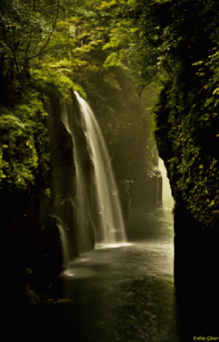 a water fall flows from a forest into a stream