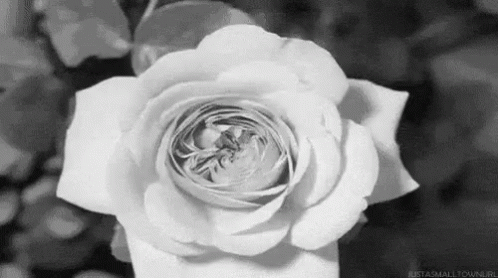 a white rose with petals in black and white