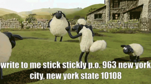cartoon sheeps standing in a field with a caption overlay that says write to me sticky pg, 98 new york city, new york state 10 08098