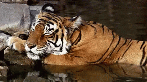 a blue tiger laying on the side of a body of water