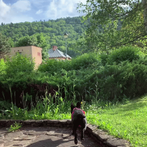 a dog in front of the mountain that is near some trees