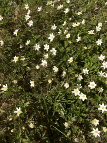 a small amount of flowers are growing in the middle of a field