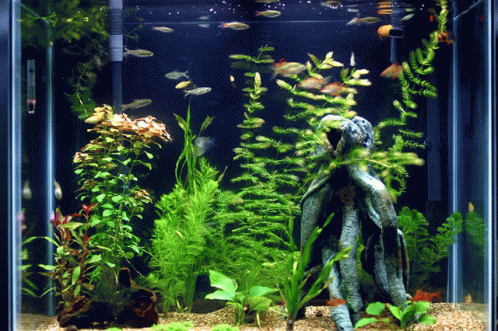 a planted aquarium with some plants and rocks