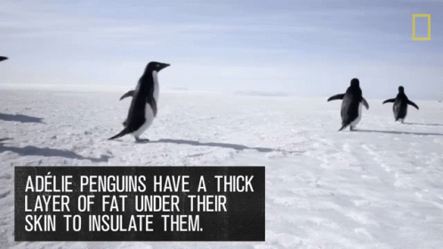a group of penguins walking on snow near one another