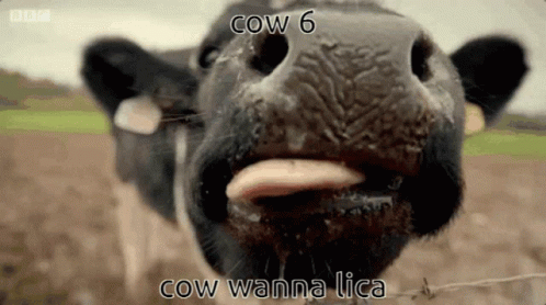 cow sticking its tongue out and staring ahead