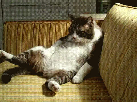a cat that is sitting down on a couch