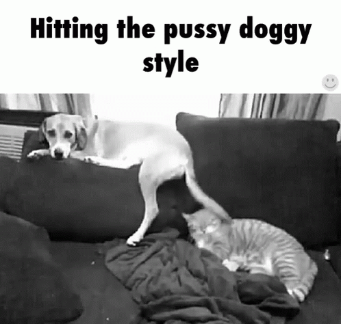 a cat and dog sitting on a couch in a black and white po