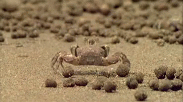 a crab sitting on the beach surrounded by balls of sand
