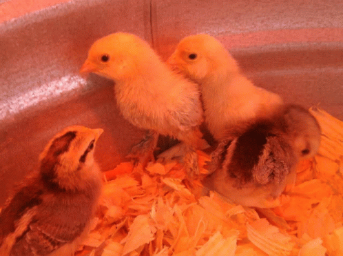 three small baby chicks in a tub of shredded plastic